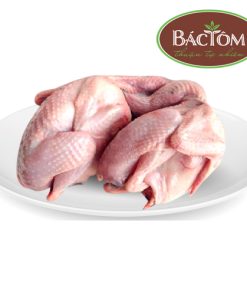 Chim câu Hòa Bình