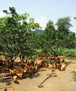 trứng gà ri mối 2