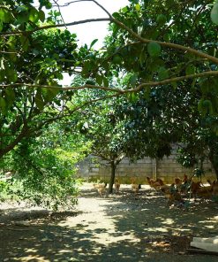 trứng gà ri mối 1