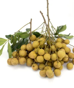 Nhãn lồng Hưng Yên