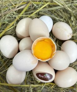 trứng gà ri mối 4