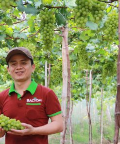 Nho Ba Mọi Bác Tôm