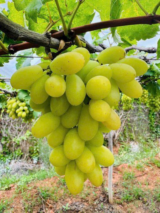 Nho Ba Mọi Bác Tôm 2