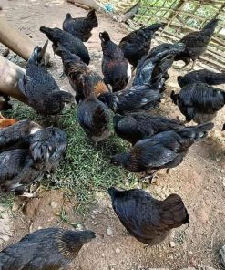 Gà đen H'mông 7