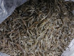 Tép lụa kiến thụy 1