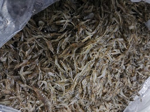 Tép lụa kiến thụy 1