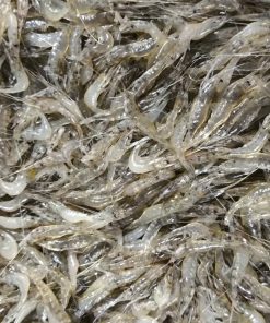 Tép lụa kiến thụy 3