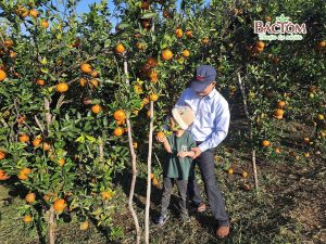 Cam sành hữu cơ Măng Đen hai Đồng