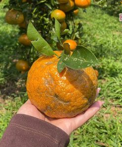 Cam sành hữu cơ Măng Đen Hai Đông
