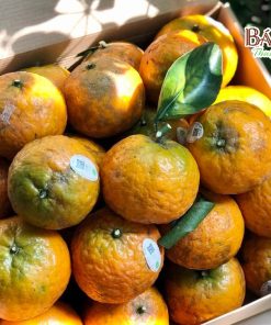 Cam sành hữu cơ Măng Đen hai Đồng