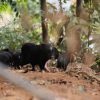 Thịt lợn đen Poloong 1