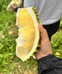 Cơm Sầu riêng Ri6 Chín già Huỳnh Lâm Bác Tôm