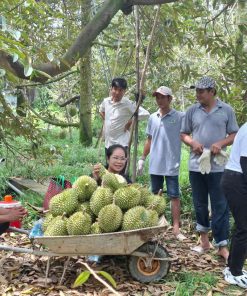 Vườn Sầu riêng Ri6 Chín già Huỳnh Lâm Bác Tôm 2