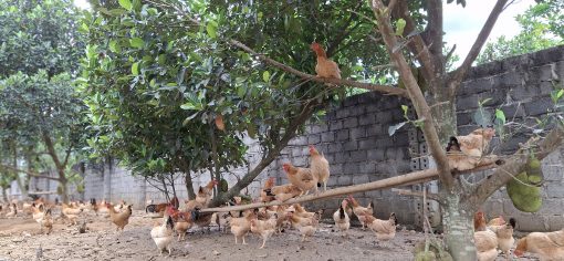 trứng gà sâm mối 1