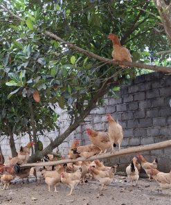 trứng gà sâm mối 1