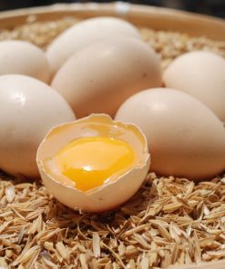 trứng gà sâm mối 2