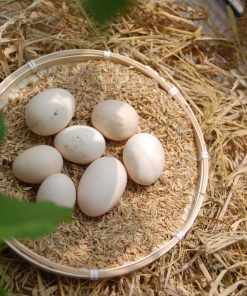 trứng gà sâm mối 3