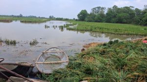 Mo hinh ca lua thanh lang 1