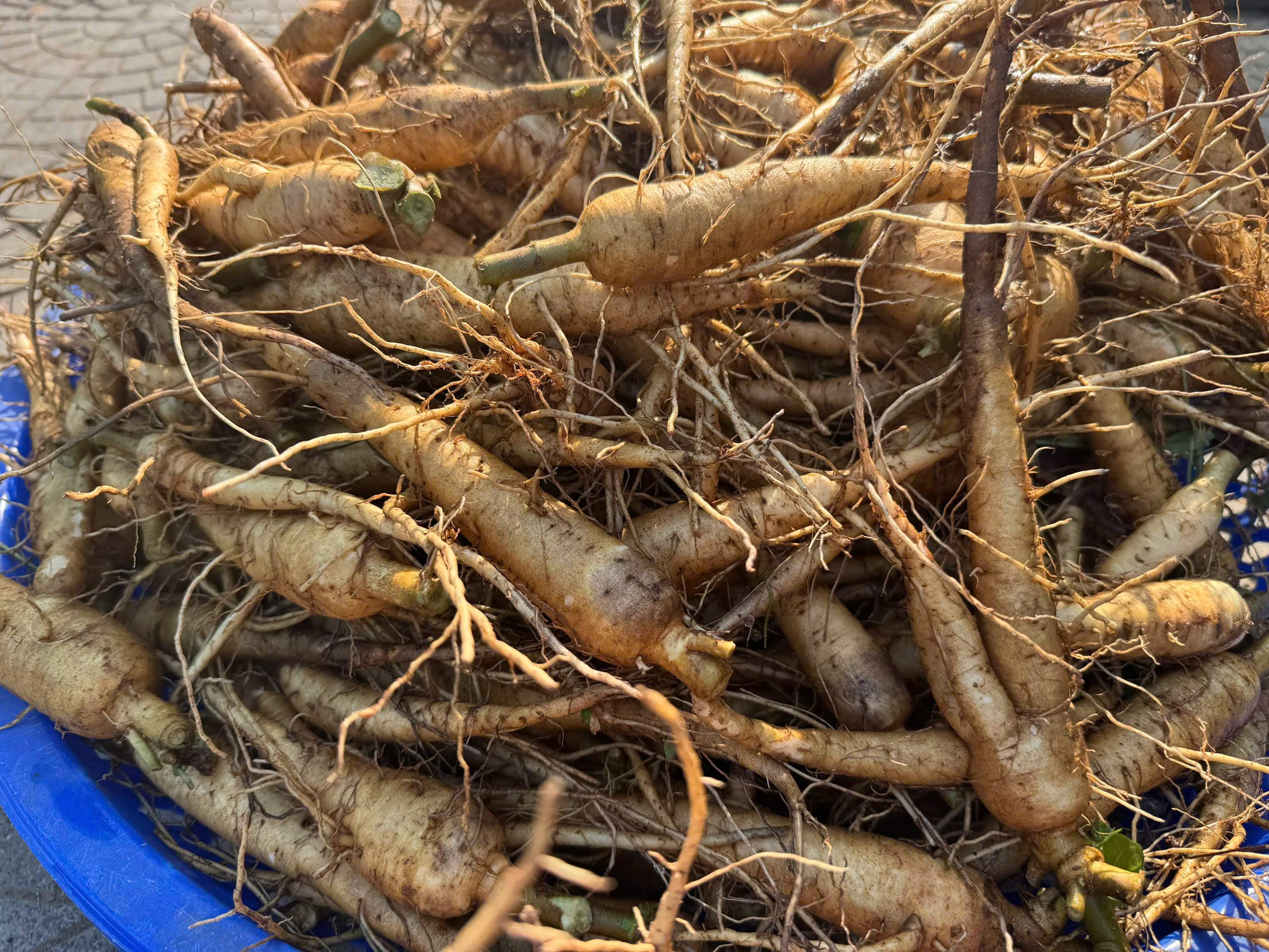 trứng gà sâm mối