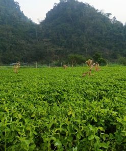 lạc đỏ bản địa bóc vỏ 3