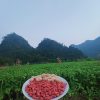 lạc đỏ bản địa bóc vỏ