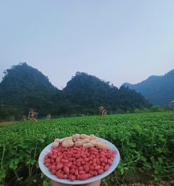 lạc đỏ bản địa bóc vỏ