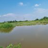 Vịt đầm lúa 2