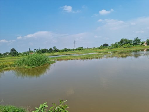 Vịt đầm lúa 2