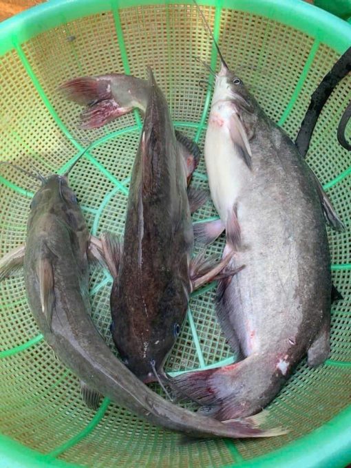 Cá ngạnh sông 1