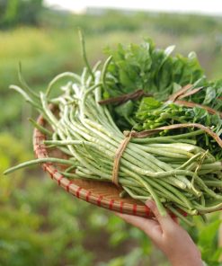 rau củ quả liên sơn 2