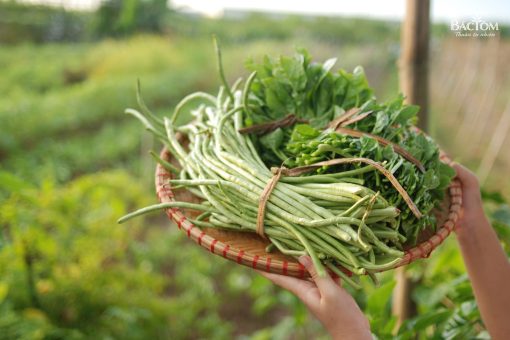 rau củ quả liên sơn 2