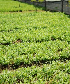rau củ quả liên sơn 1