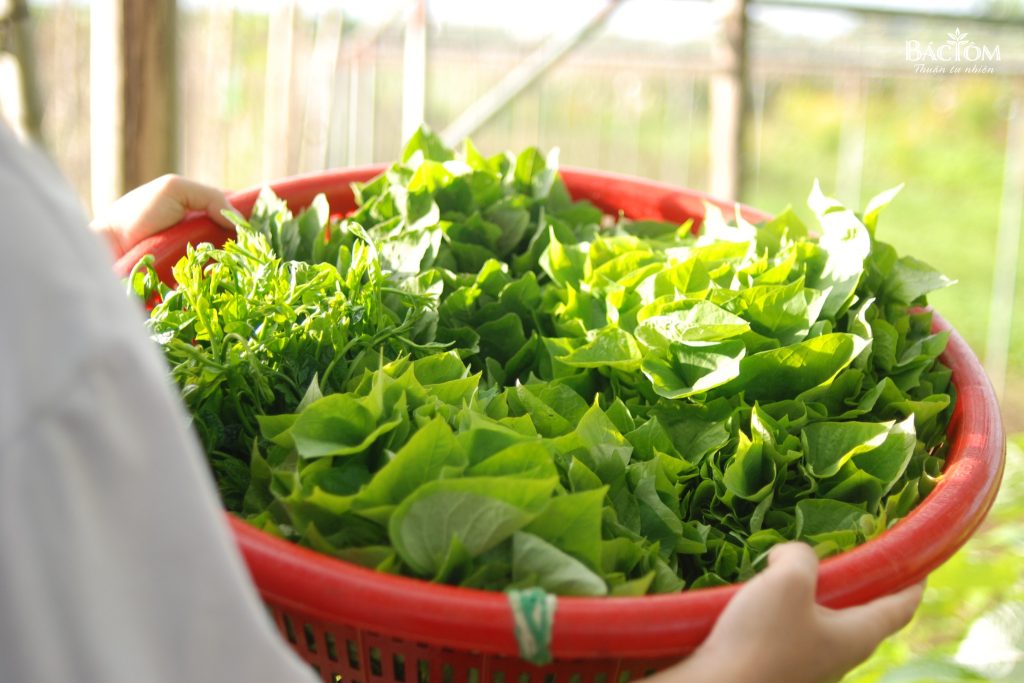 Rau củ quả an toàn Đồng Sương - Bác Tôm & Farms