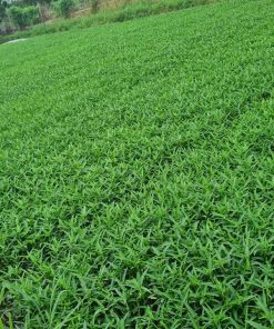 rau hữu cơ cuối quý 5