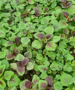 rau hưu cơ cuối quý 4