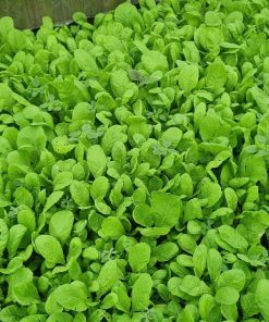 rau hữu cơ cuối quý 3