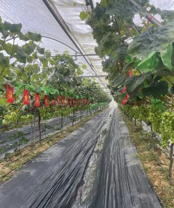 nho sữa y tý 6