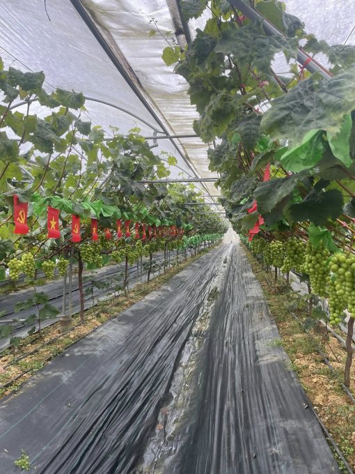 nho sữa y tý 6