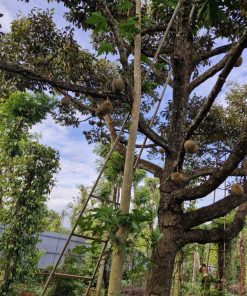 sầu riêng chín hóa 2