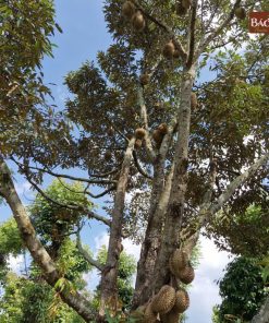 sầu riêng chín hóa 1