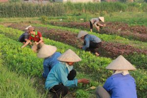 hướng dẫn sản xuất rau an toàn