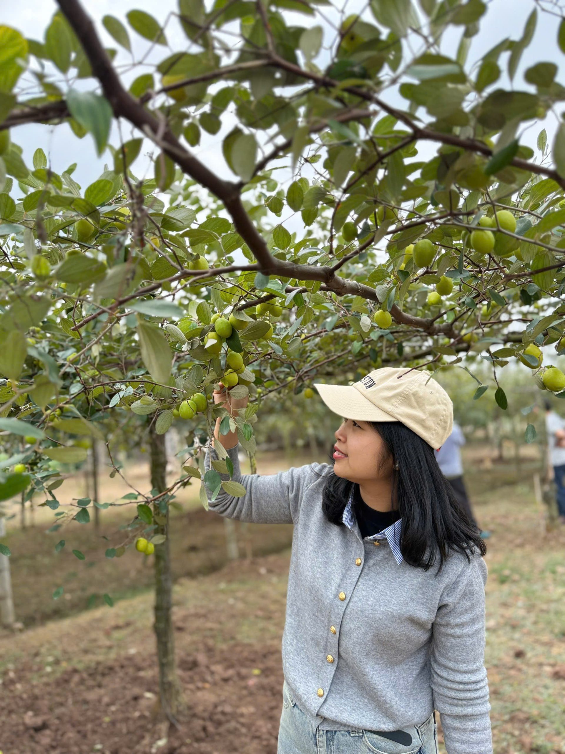 Táo muối 2