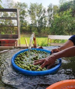 kombucha quả dại 5