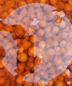 kombucha quả dại 6