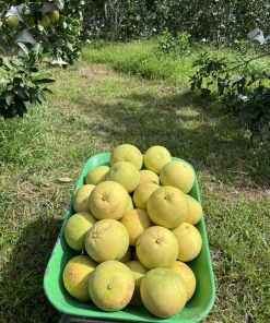 bưởi phúc trạch hữu cơ 4