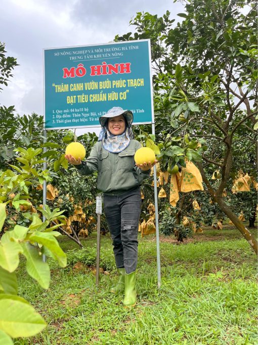 bưởi phúc trạch hữu cơ 1