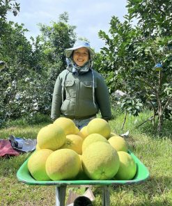 bưởi phúc trạch hữu cơ 2