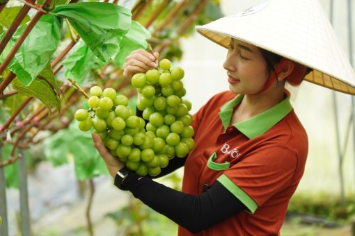 Nho sữa Y Tý