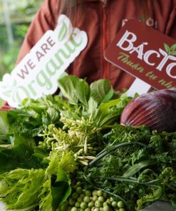 Rau rừng Bác Tôm