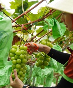 Thu hoạch nho Y Tý vào tháng 9